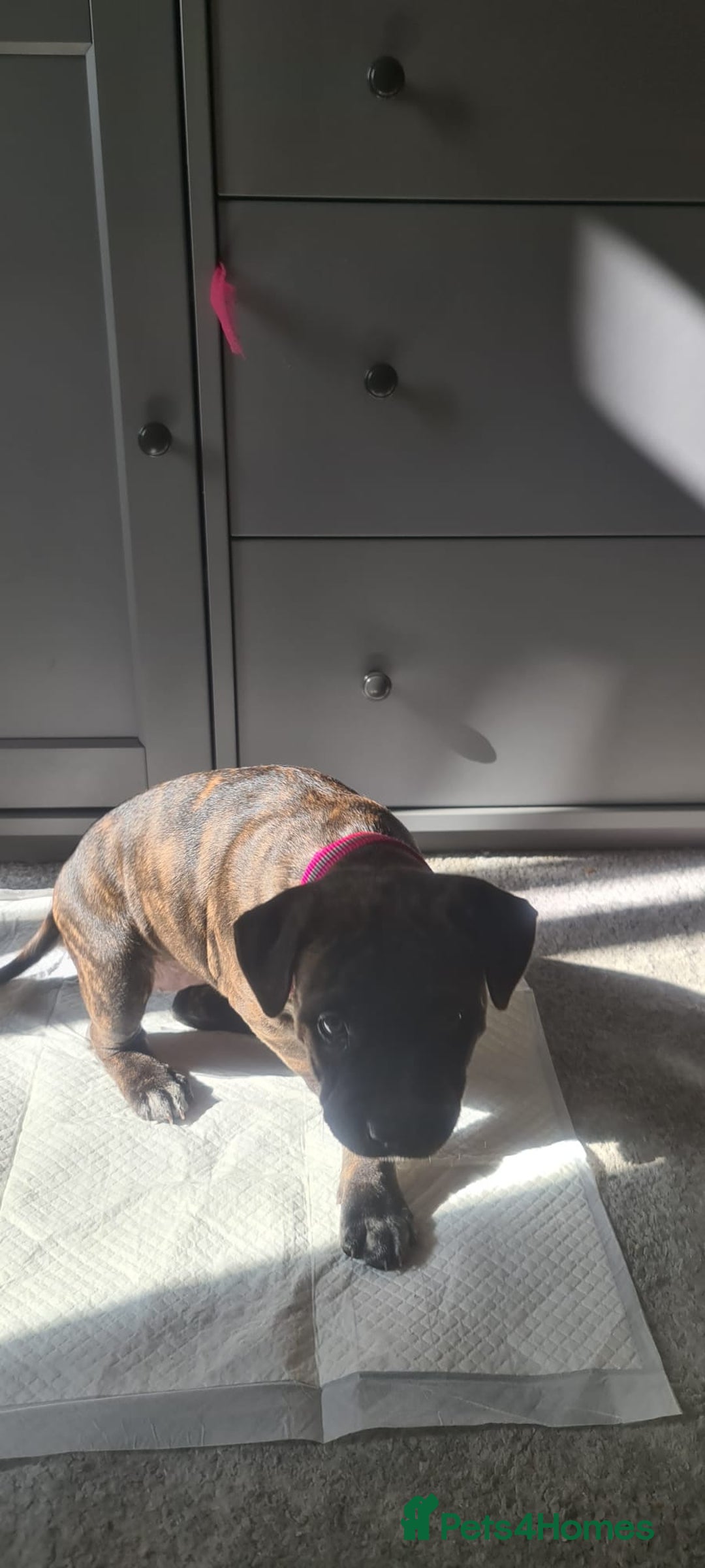 Staffordshire Bull Terrier dogs for sale: Female blue brindle staff pup - Image 9