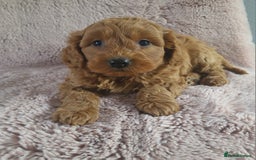 Cavapoo dogs for sale: Cavapoo puppies 5 🌟licence breeder  - Image 4
