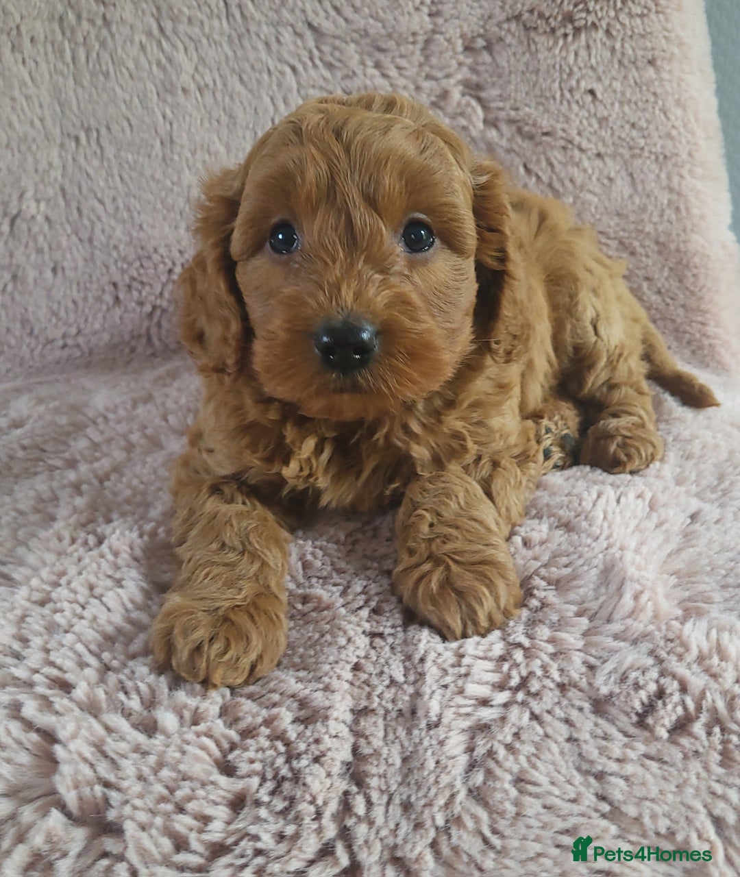 Cavapoo dogs for sale: Cavapoo puppies 5 🌟licence breeder  - Image 4