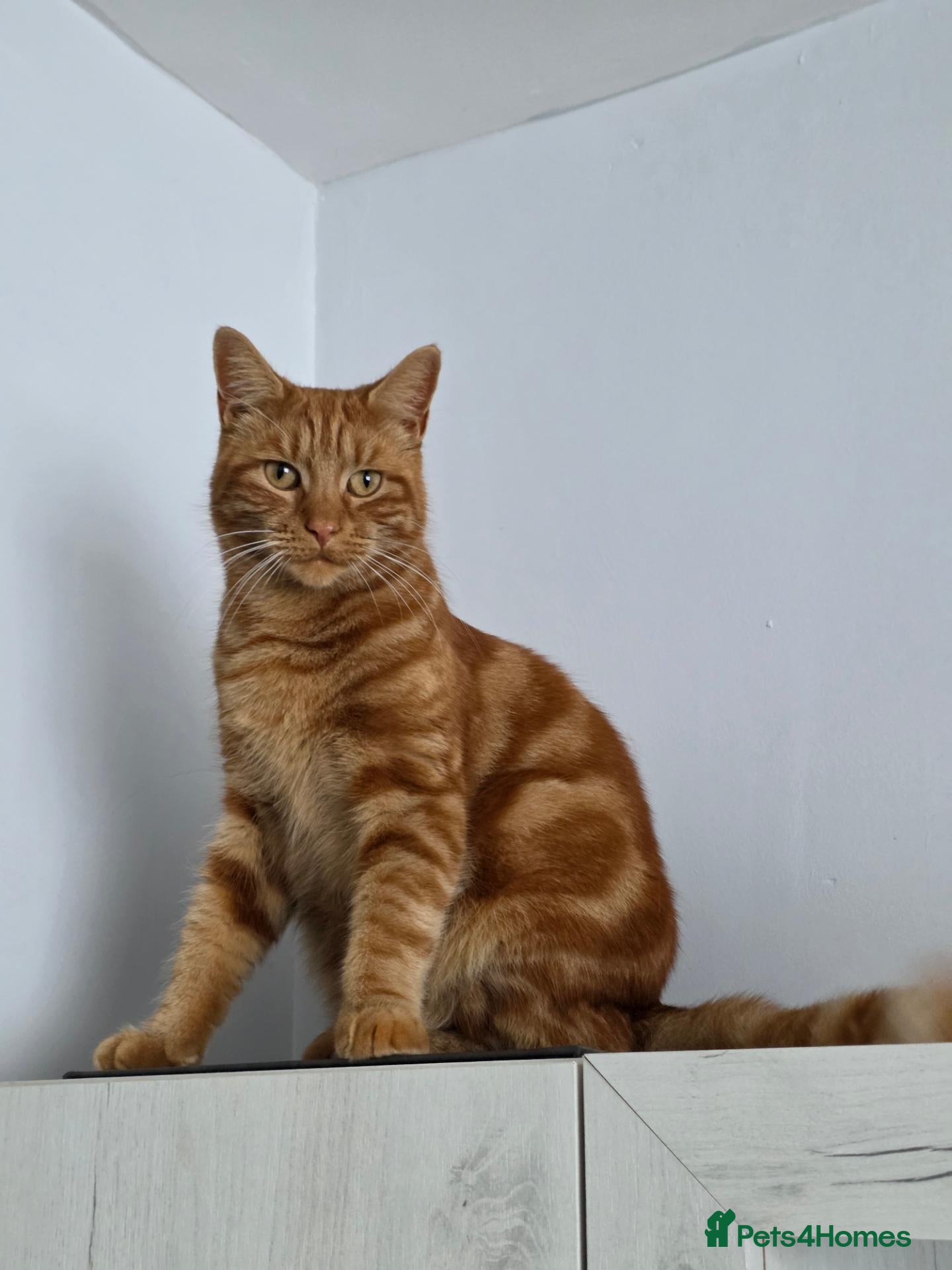 Mixed Breed cats for sale: Ginger Male Neutered - 2 years old in Birmingham - Advert 8