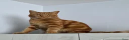 Mixed Breed cats for sale: Ginger Male Neutered - 2 years old in Birmingham - Advert 1
