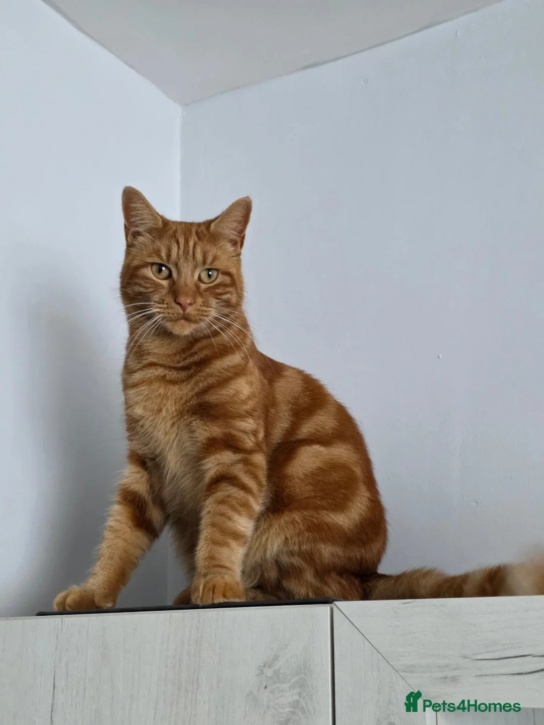 Mixed Breed cats for sale: Ginger Male Neutered - 2 years old in Birmingham - Advert 1