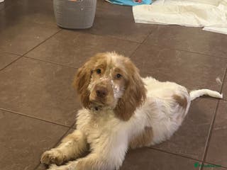 Cocker Spaniel dogs Beautiful cocker spaniel boy 6 months old - Advert 16