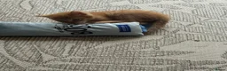 Maine Coon cats for sale: 3 gorgeous kittens  - Advert 4