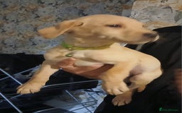 Labrador Retriever dogs for sale: Beautiful lab puppies for sale  - Image 4