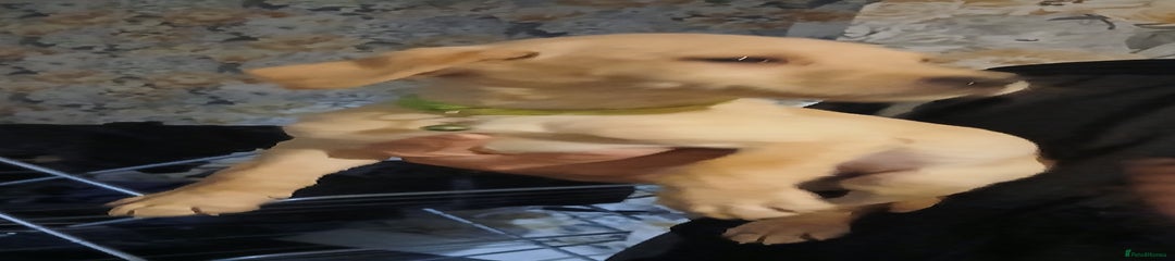 Labrador Retriever Puppy 3