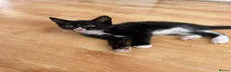 Mixed Breed cats for sale: 4 beautiful tuxedo cats for sale £100 each  in Enfield - Advert 7