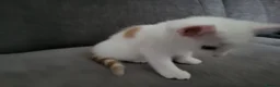 European cats for sale: Beautiful kitten looking good a home. - Advert 7