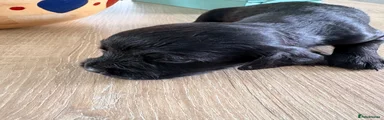 Cocker Spaniel 10
