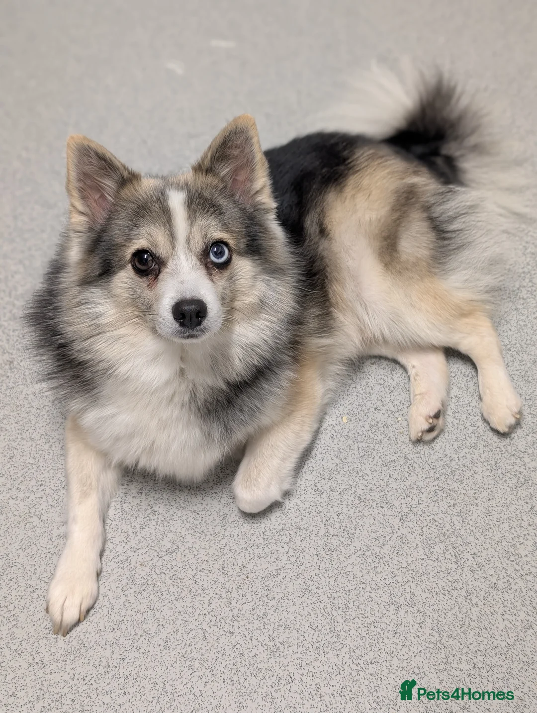 Pomsky dogs for sale: Beautiful pomsky f3 mini - Advert 6