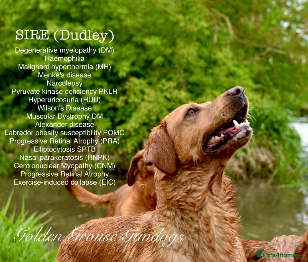 Labrador Retriever dogs for sale: Beautiful Deep Red KC Reg Labradors 5* Breeder - Advert 14