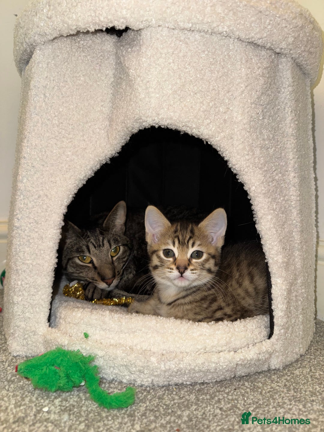 Mixed Breed cats for sale: 3 Beautiful Kittens for New Homes - Advert 5