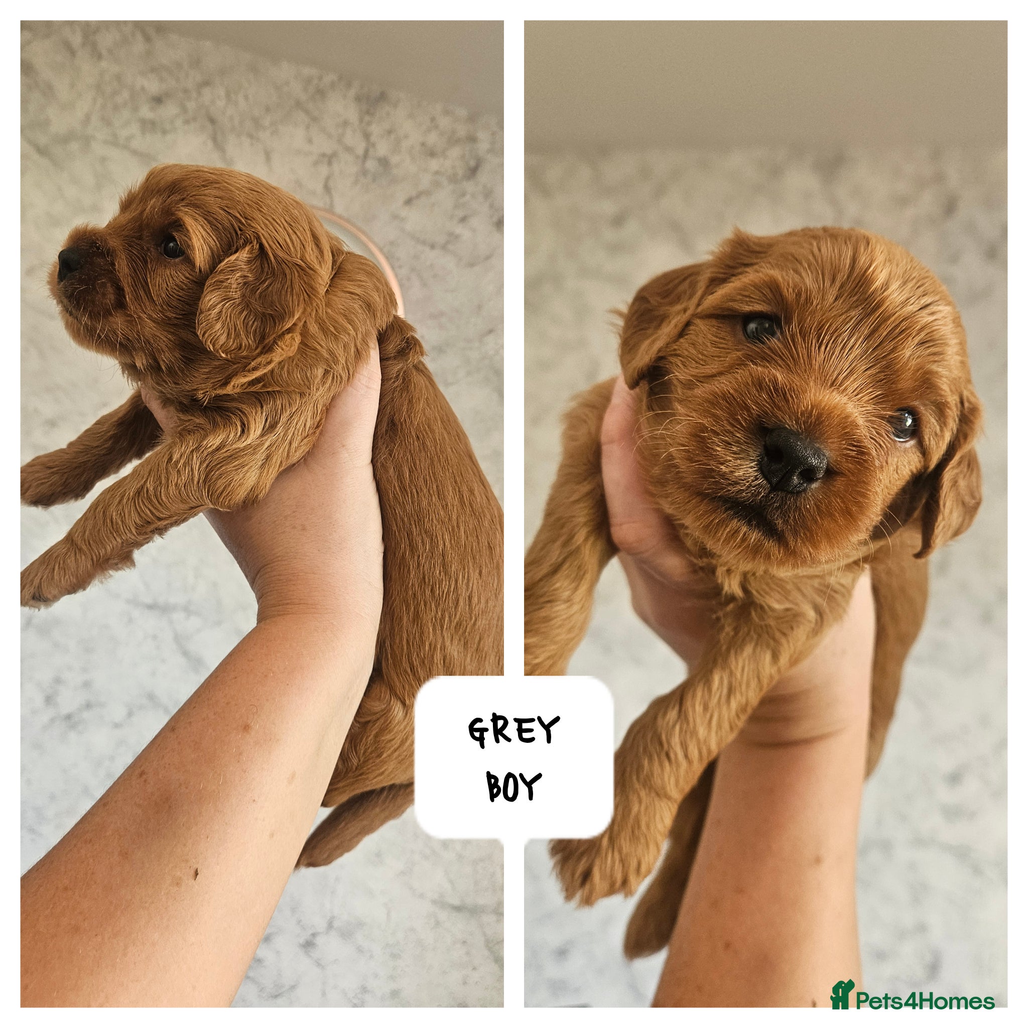 Mini Goldendoodle dogs for sale: 🐾✨ Beautiful Toy Goldendoodle Puppies  ✨🐾 - Advert 9