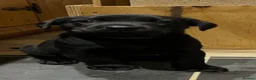 Labrador Retriever dogs for sale: Black female labrador - Advert 1
