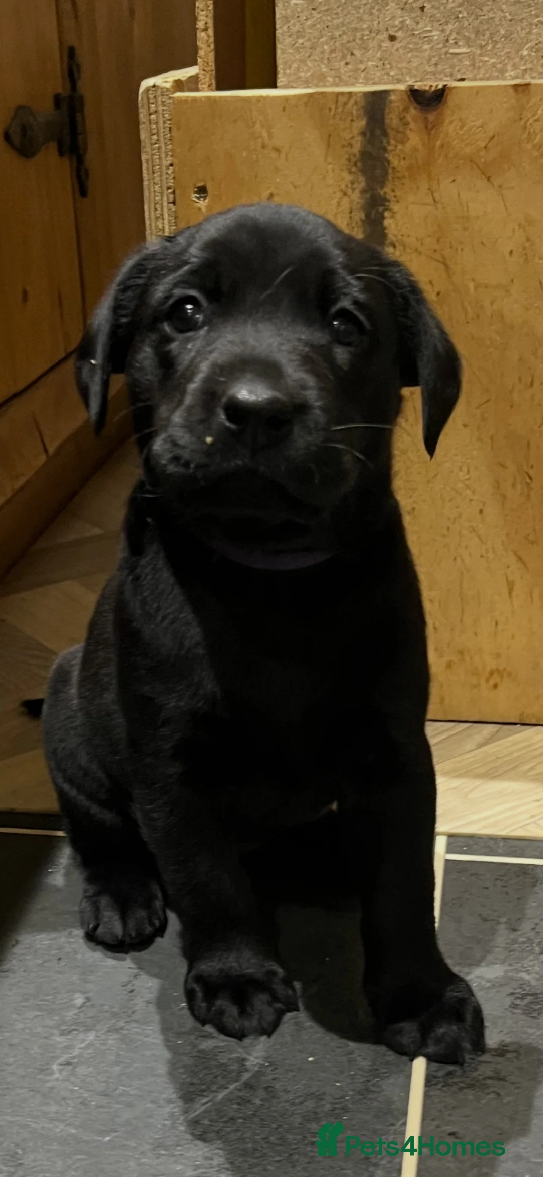 Labrador Retriever dogs for sale: Black female labrador - Advert 1