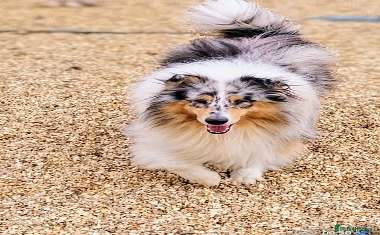 Mixed Breed dogs - Advert 1