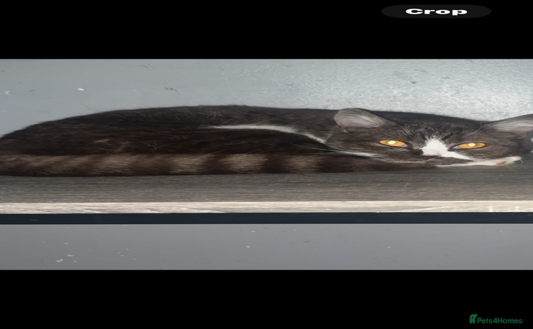 British Shorthair cats - Advert 1