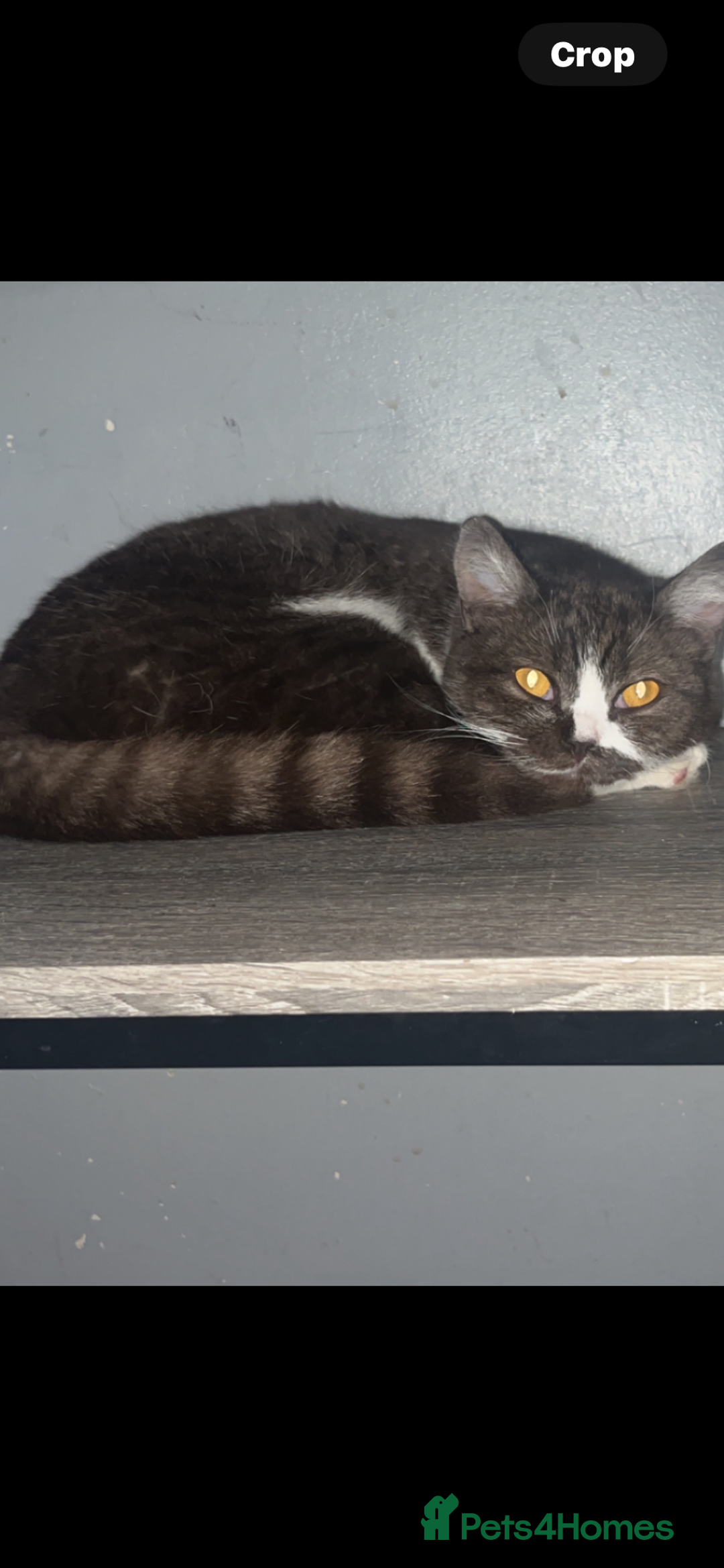 British Shorthair cats for sale: Britishshort hair  - Image 1