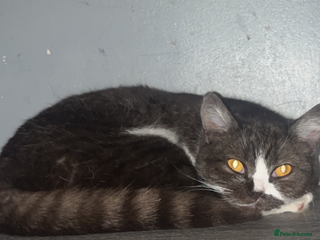 British Shorthair cats - Advert 4