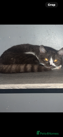 British Shorthair cats - Advert 14