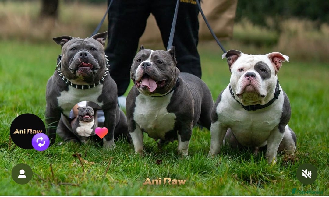 American Bully dogs for sale: Abkc Pocket Bully X Abkc classic Bully puppies - Image 19