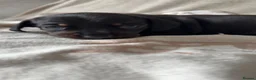 Miniature Dachshund dogs for sale: Miniature Smooth haired Dachshund Puppies MALE  - Advert 8