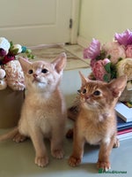 Abyssinian cats Pure pedigree Tica registered Abyssinian kittens - Advert 1