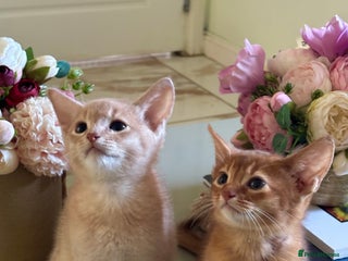 Abyssinian cats Pure pedigree Tica registered Abyssinian kittens - Advert 2