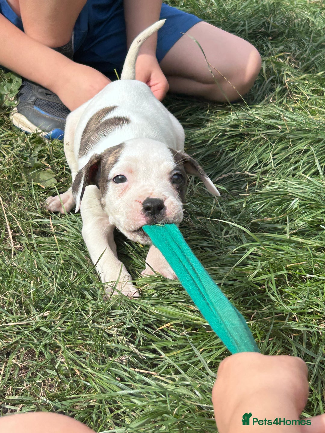 American Bulldog dogs for sale: Ready now Beautiful litter American bulldog puppy - Image 18