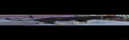 German Shepherd dogs for sale: German Shepherd Puppies  - Advert 6