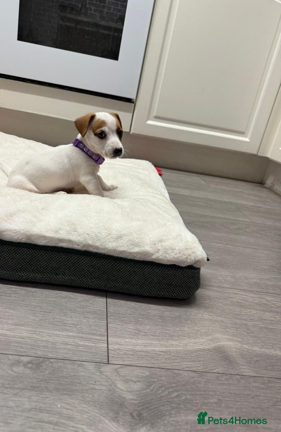 Jack Russell dogs for sale: 8 Week Old Jack Russel Puppies  - Advert 17