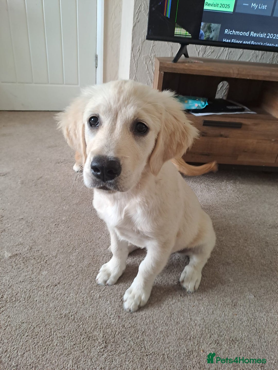Golden Retriever dogs for sale: Beautiful 8-Month Female Golden Retriever Puppy 5⭐ - Advert 5