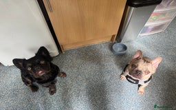 French Bulldog dogs for sale: Two beautiful boys - Image 9
