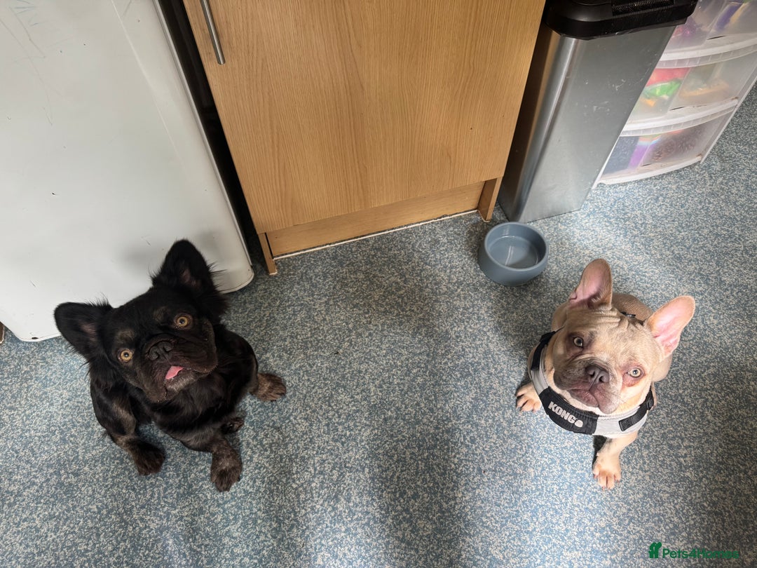 French Bulldog dogs for sale: Two beautiful boys - Image 9