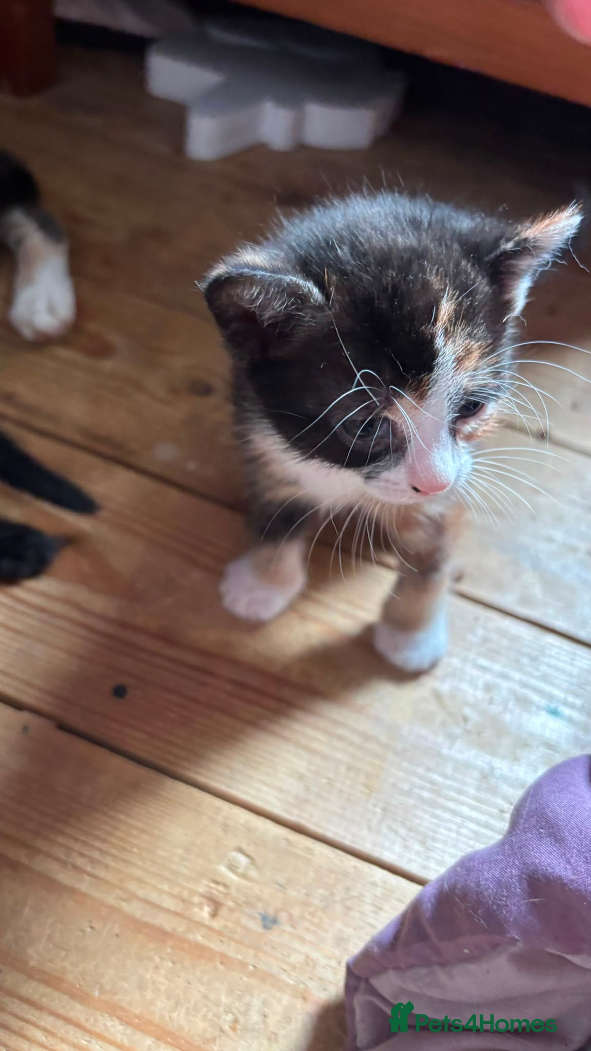 British Shorthair Kitten 4