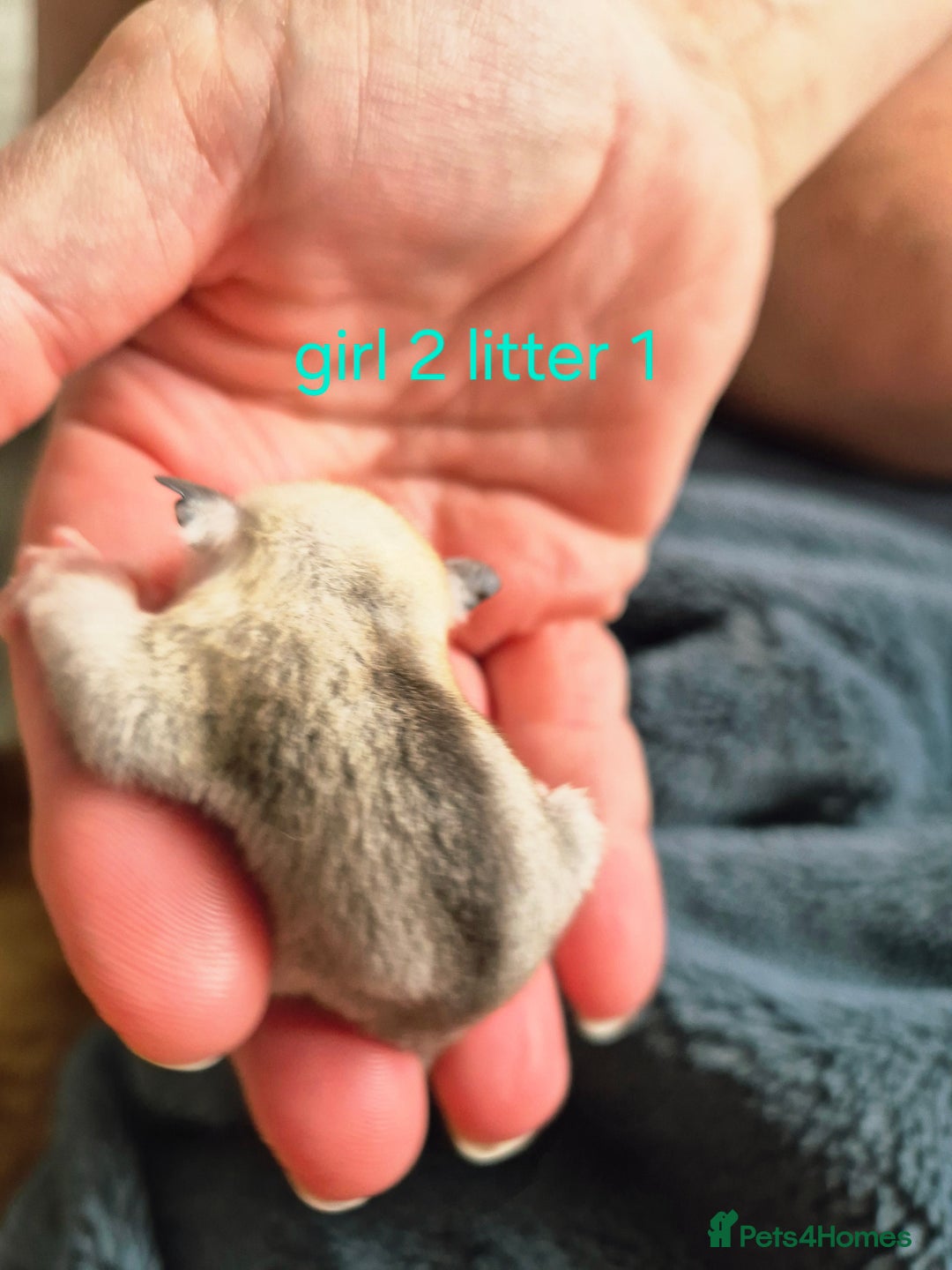Sugar Glider rodents for sale: 4 baby sugar gliders ready 13th sept price each  - Image 30