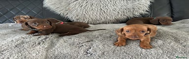 Miniature Dachshund Puppy 5