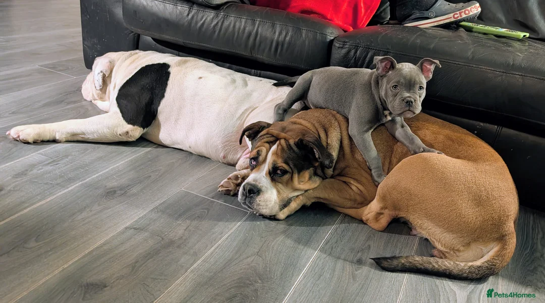 Mixed Breed dogs for sale: Beautiful french bulldog x pocket bully GIRL - Advert 12