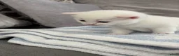 Munchkin cats for sale: 4 BSH Munchkins 2 female(1 very short leg) 2 male  - Advert 11