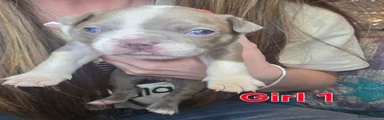 Puppy 6