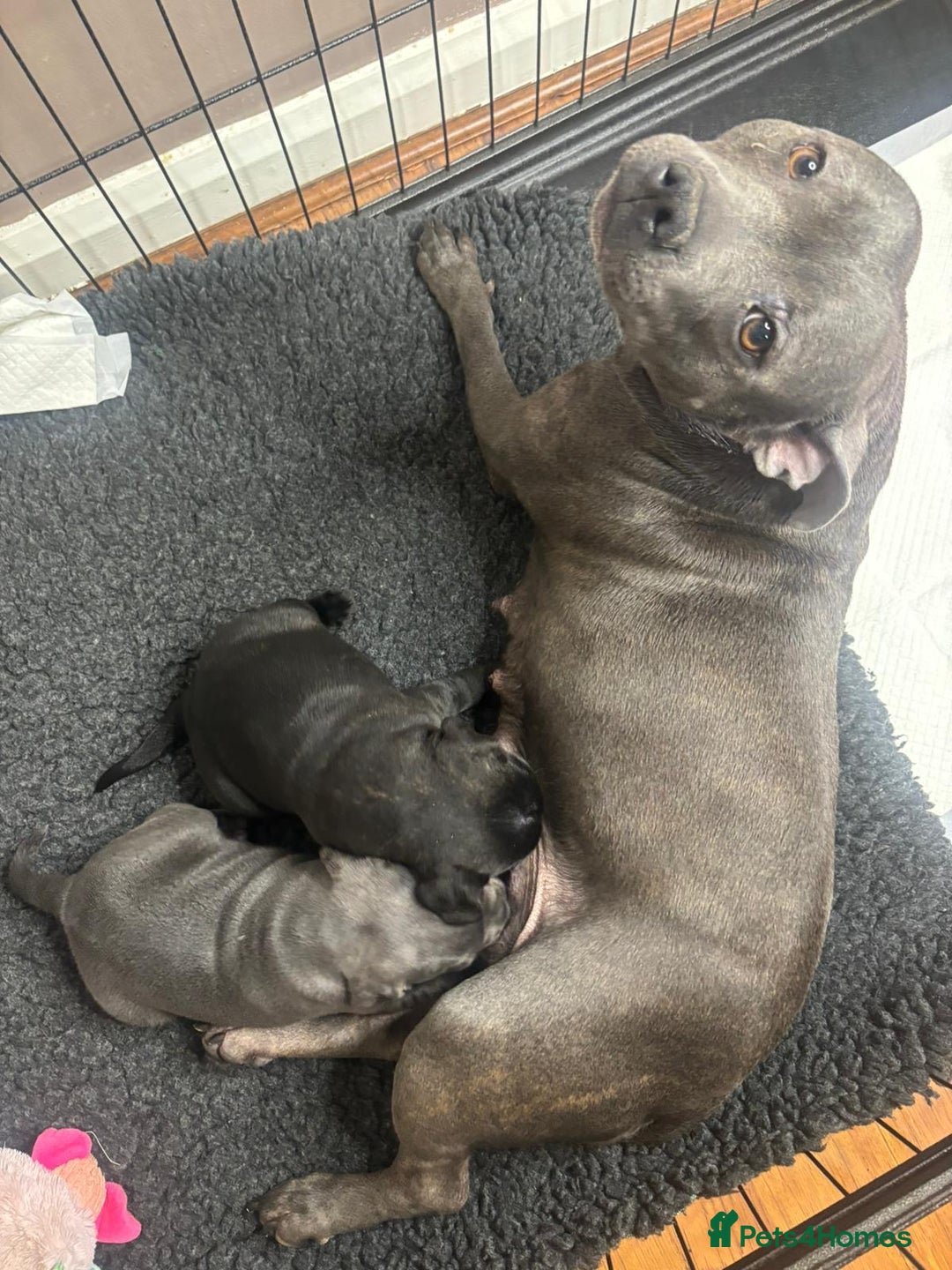 Staffordshire Bull Terrier dogs for sale: CHAMPION OF CHAMPIONS  - Advert 2