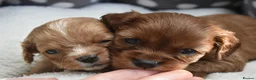 Cavapoo dogs for sale: Health Tested Cavapoo Puppies  - Advert 3
