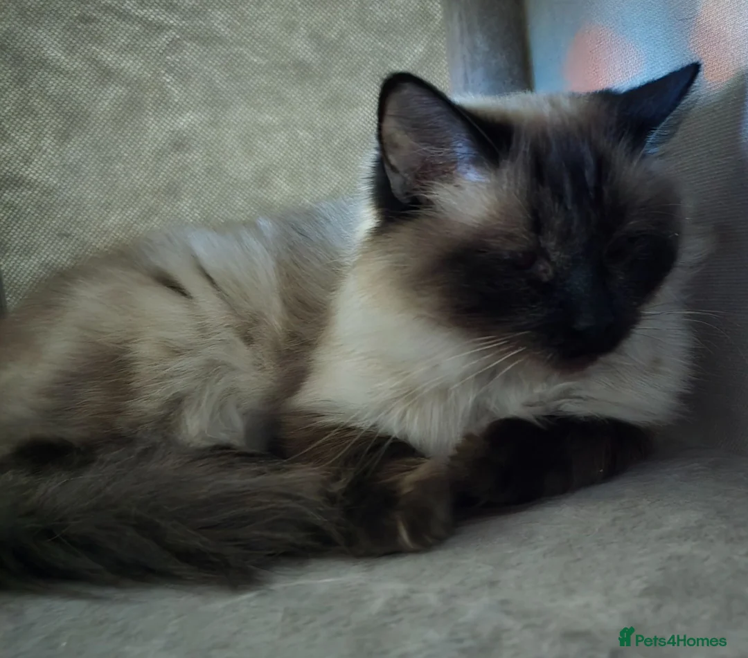 Ragdoll cats for sale: Ragdoll boy  - Advert 2