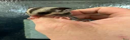 Sugar Glider rodents for sale: Young gliders ready for new home  - Advert 1
