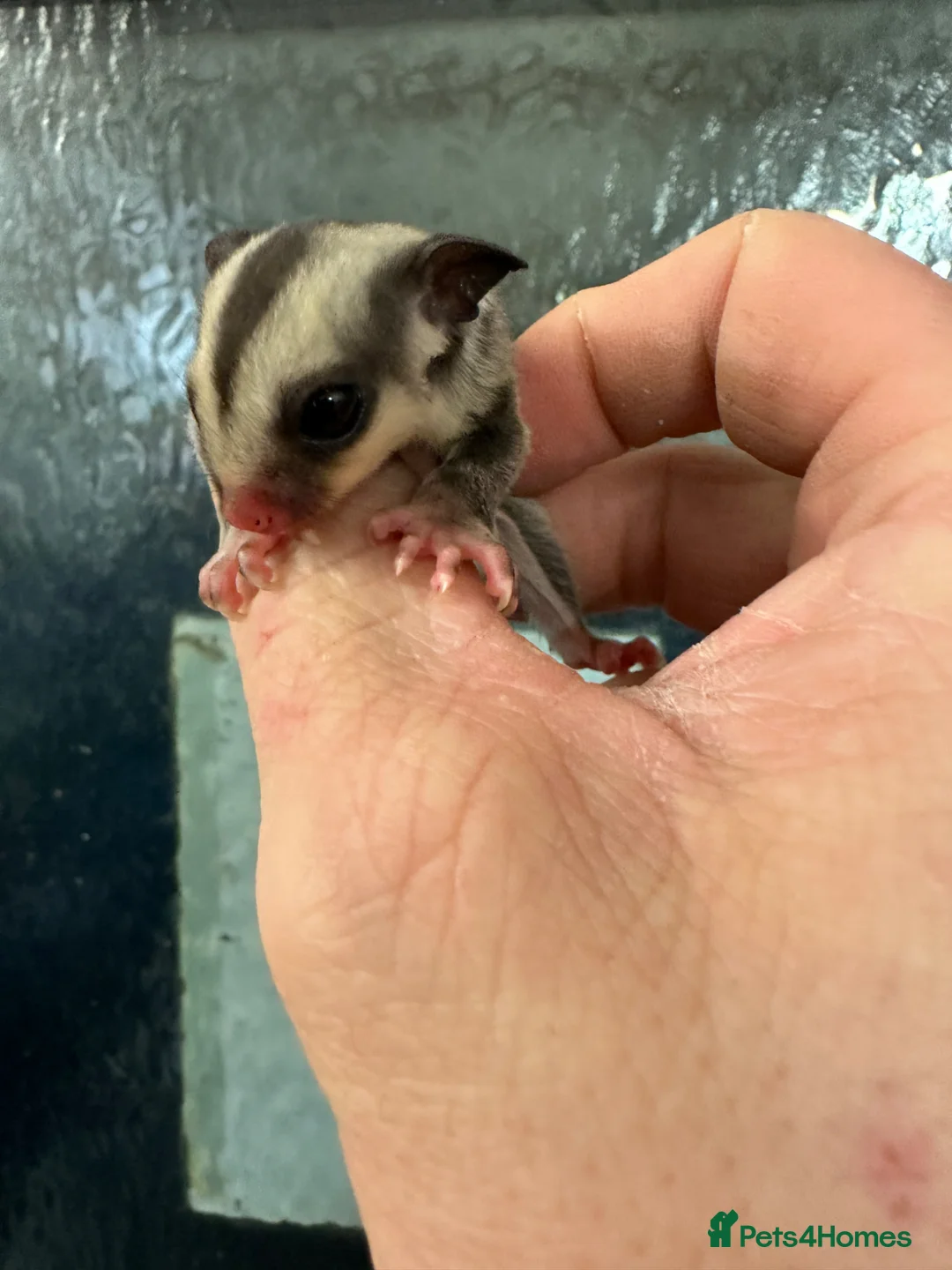Sugar Glider rodents for sale: Young gliders ready for new home  - Advert 1