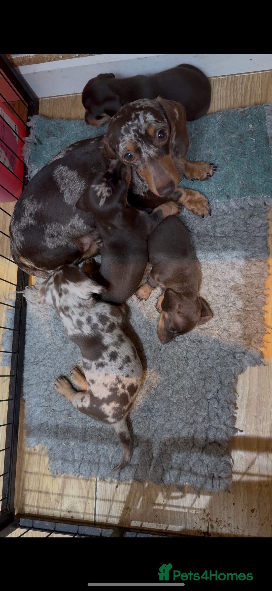Miniature Dachshund dogs for sale: Super cute mini Daxis  - Advert 3