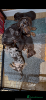 Miniature Dachshund dogs Super cute mini Daxis - Advert 2