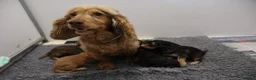 Cockapoo dogs for sale: ELITE COCKAPOOS HAVE 2 F1 COCKAPOO PUPS AVAILABLE - Advert 10