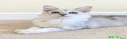 Maine Coon cats for sale: GCCF Shaded Maine Coon Kittens  - Advert 3