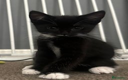 Mixed Breed cats for sale: Lovely kittens - Image 4